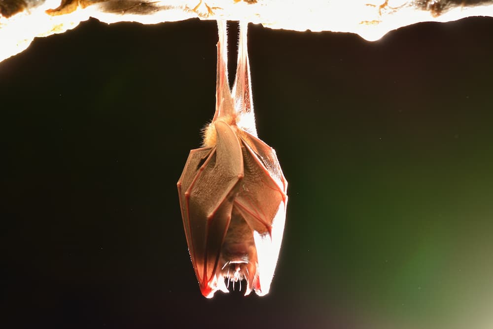 upside down bat